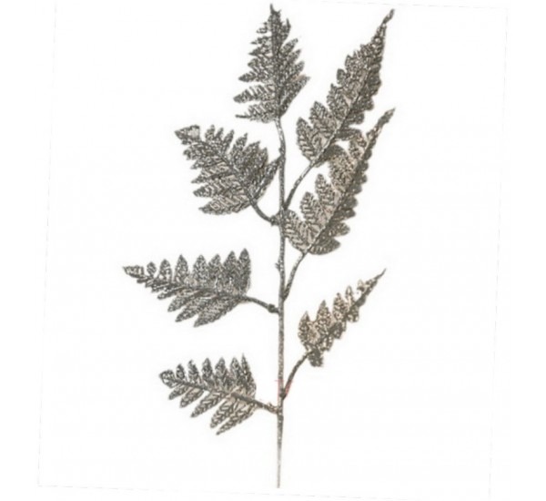 Лист золотой искусственный, 50 штук RuS_G20_21-2